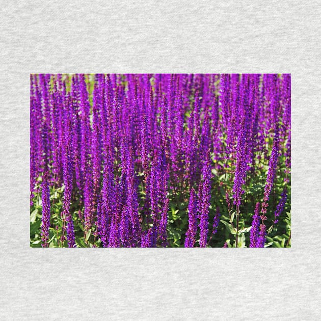 Purple loosestrife by thadz